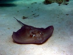 Stingray from Grand Cayman this August. Photo taken with ... by Bonnie Conley 